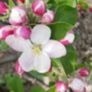 Meet your Posher, Sandrou